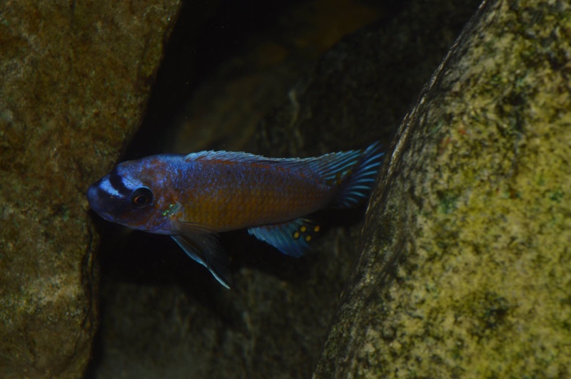 Labeotropheus trewavasae 'Lion's Cove'